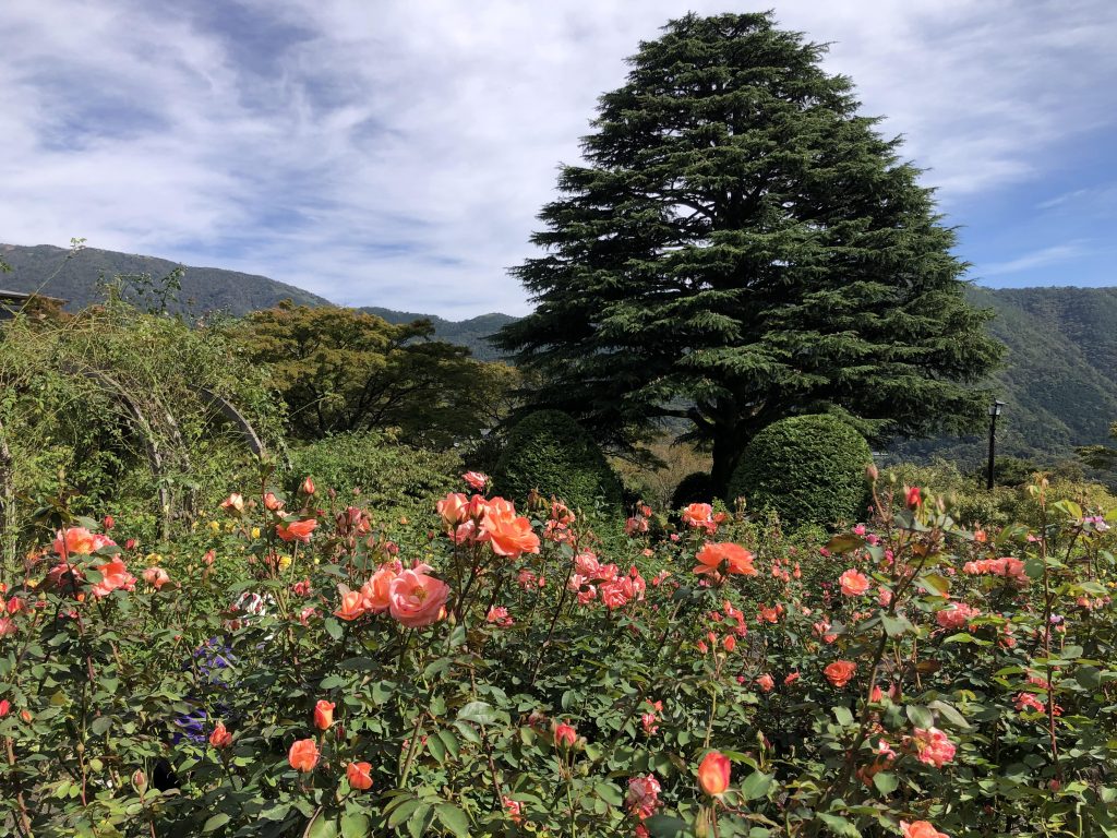 ローズガーデンの秋バラが見頃です News 箱根強羅公園
